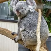 コアラが可愛い動物園