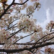 桜の名所でもある