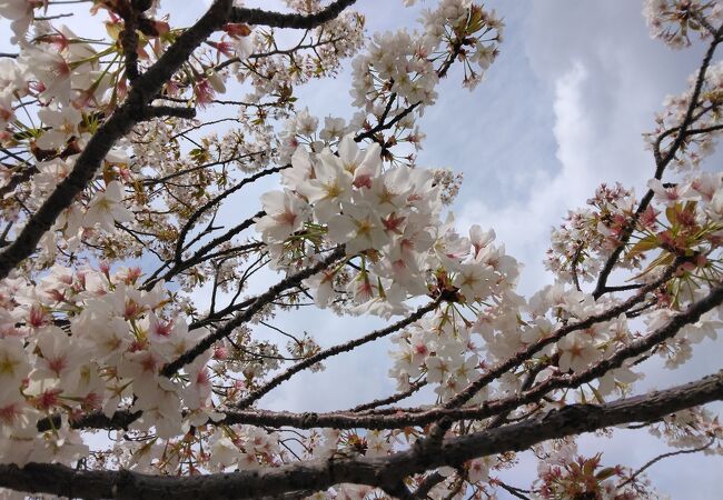 桜の名所でもある