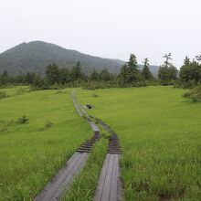 上田代湿原