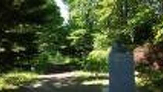 ポプラ並木のそば