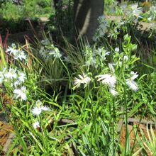 瀬田農業公園フラワーランドサギソウ