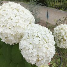 水無月は紫陽花