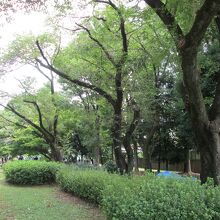 小金井公園桜並木
