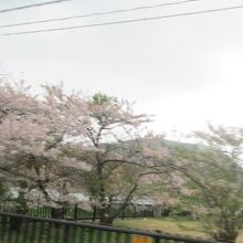 桜も咲いていた