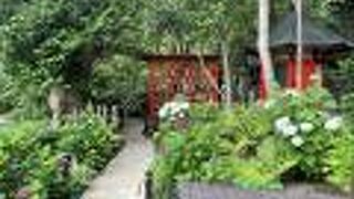 紫陽花が綺麗でした