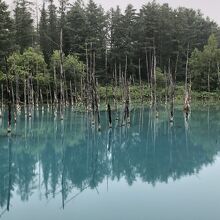 青い池と立ち枯れた木
