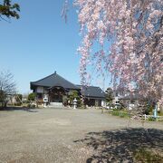 桜がきれいでした。