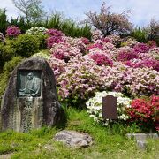 つつじが見事な花を咲かせていて