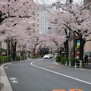 桜のトンネル