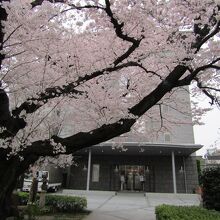 満開の桜と本堂