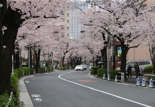 桜のトンネル