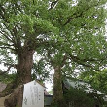 太宰府天満宮の大楠と夫婦楠