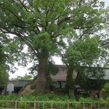 太宰府天満宮の大楠と夫婦楠。後方は本殿。