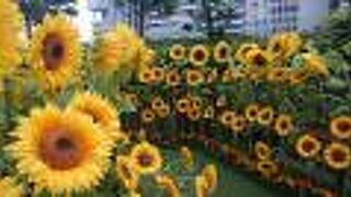 シルクフラワーのひまわり畑が素敵でした