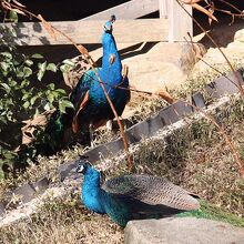 雨引観音境内のインドクジャク