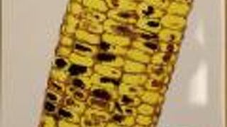 お土産を買いに