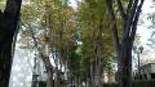 とても美しいケヤキ並木