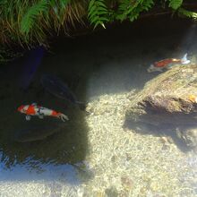 鯉が気持ちよさそうに泳いでいました。