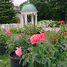 太陽の教会前の庭園、薔薇