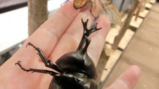 ヾ(･∀･)ﾉ夏はカブトムシとクワガタムシで遊ぼう！昆虫がソラマチタウンに一挙集結！！本物をよーく観察してみてねぇ～☆彡