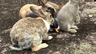 うさぎ減っていた！