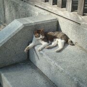 聖福寺で猫に会えました