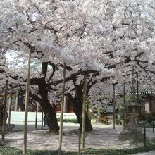 桜（2021.3.26撮影）