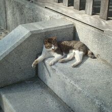 聖福寺にいた猫