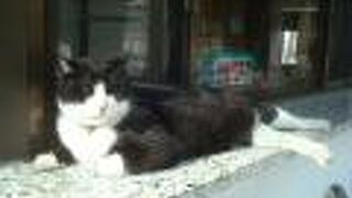 萬行寺受付の猫を触りました