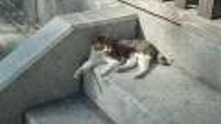 聖福寺で猫に会えました