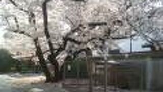 順心寺は犬と桜のお寺