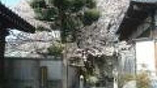 庭園のような節信院