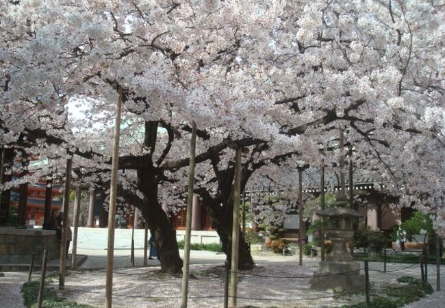 東長寺の桜が素晴らしすぎました