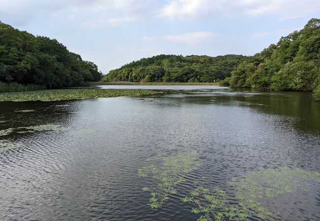 ザリガニ駆除中！