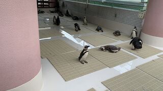 生き物との距離が近い水族館です