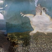 なぜかすっぽん