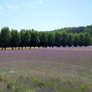 ラベンダー以外にもきれいな花畑を楽しめます。