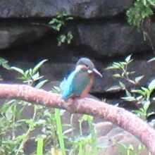 水中の小魚を狙うカワセミ