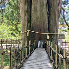 樹齢800年の三本杉