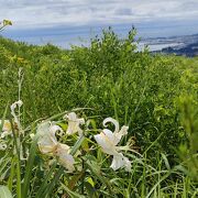 ユリの花咲く寒風山から男鹿半島・八郎潟を360°見渡す