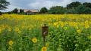 向日葵が満開でした、四季折々いつも花に癒されます