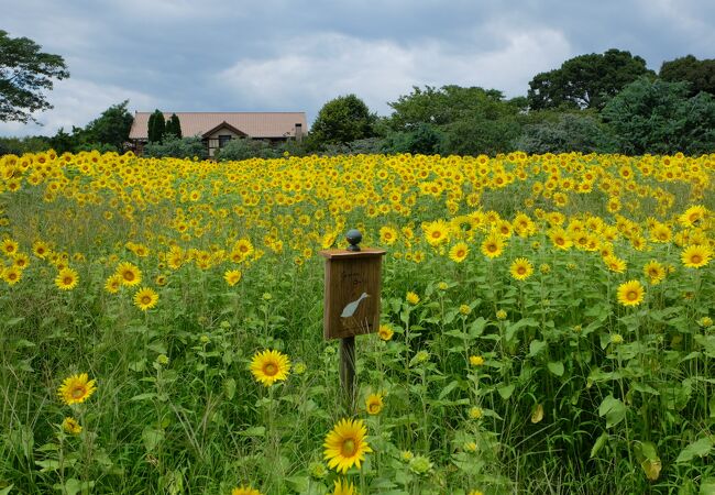 向日葵が満開でした、四季折々いつも花に癒されます