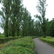 北海道を思わせるポプラ並木