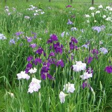 6月の菖蒲は花期が長い