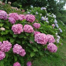 6月は菖蒲が終わる前にアジサイが咲き始める