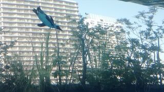 空とぶペンギン