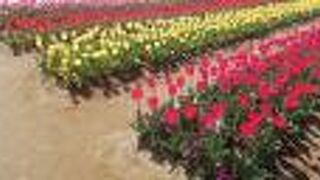 チューリップが綺麗な公園