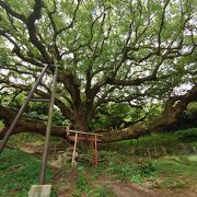 志々島の大楠に会いに行く