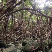 南の島のジャングル